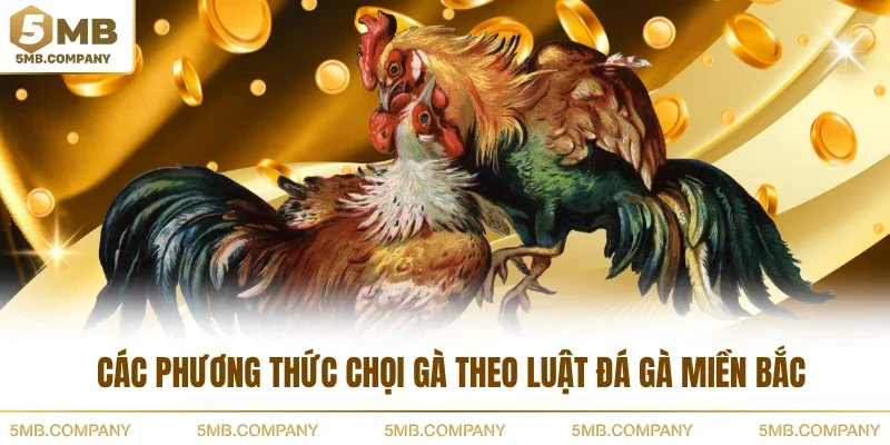 Các phương thức chọi gà theo luật đá gà miền Bắc