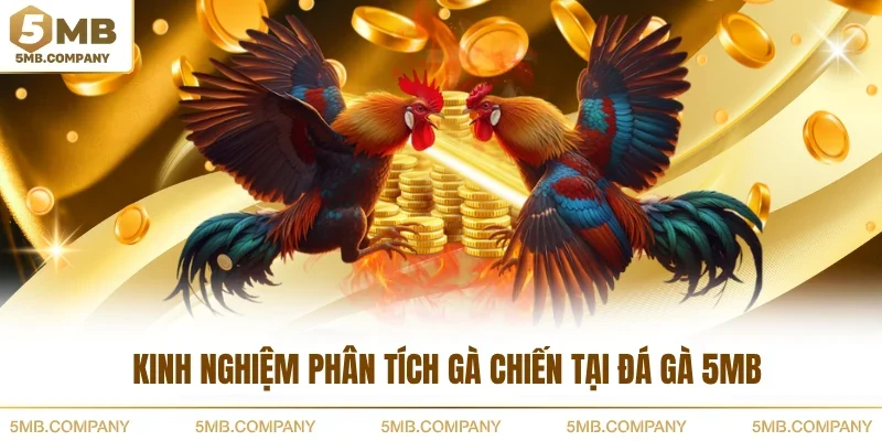 Kinh nghiệm phân tích gà chiến tại đá gà 5MB