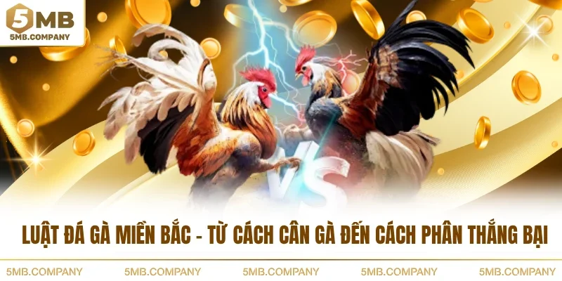 Luật Đá Gà Miền Bắc - Từ Cách Cân Gà Đến Cách Phân Thắng Bại