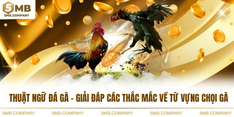 Thuật Ngữ Đá Gà - Giải Đáp Các Thắc Mắc Về Từ Vựng Chọi Gà
