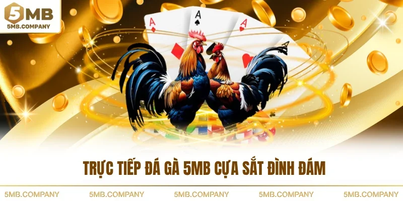 Trực tiếp đá gà 5MB cựa sắt đình đám